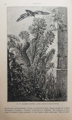 Штандфусс М.Р. Жизнь бабочек, их ловля, воспитание и сохранение. Руководство для собирателей. СПб., [1901].